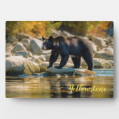 Plaque Photo Photo Plaque-Yellowstone Ours noir (Devant)