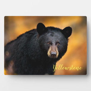 Plaque Photo Photo Plaque-Yellowstone Ours noir