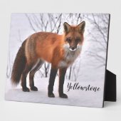 Plaque Photo Photo Plaque-Yellowstone Red Fox (Côté)