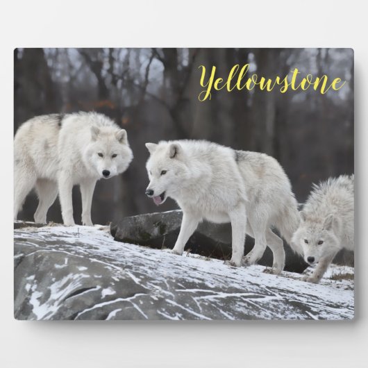 Plaque Photo Photo Plaque-Yellowstone Wolves (Devant)