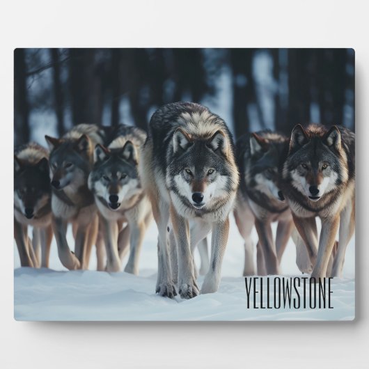 Plaque Photo Photo Plaque-Yellowstone Wolves (Devant)