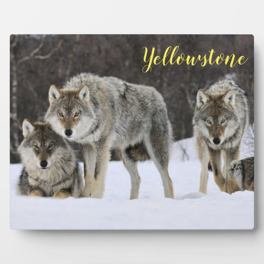 Plaque Photo Photo Plaque-Yellowstone Wolves (Devant)