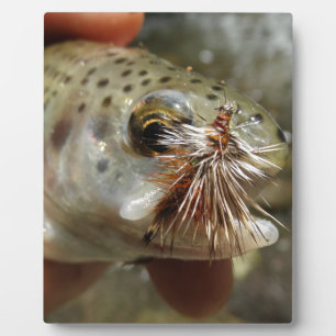 Plaque Photo Photo Rainbow Trump