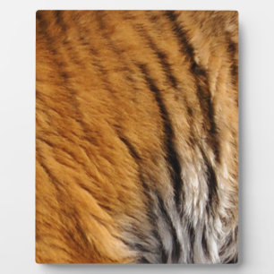 Plaque Photo Photo Tiger Stripes Big Cat Wildlife