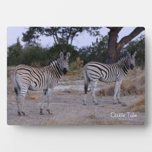 Plaque Photo Photo Zebra Double Take