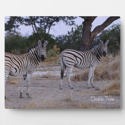 Plaque Photo Photo Zebra Double Take (Devant)