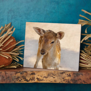Plaque Photo Photographie de cerfs fantaisistes de la forêt