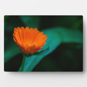Plaque Photo Photographie de fleur de marguerite orange