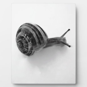 Plaque Photo Photographie de la nature d'un escargot de jardin