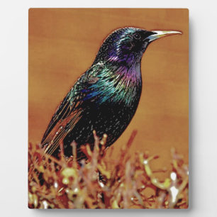Plaque Photo Photographie d'oiseau Starling