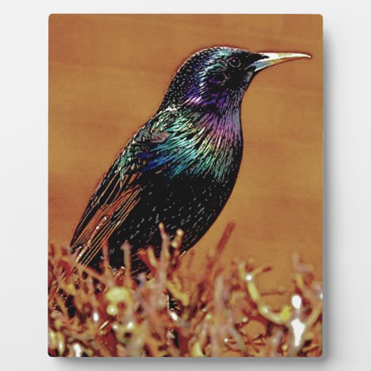 Plaque Photo Photographie d'oiseau Starling (Devant)