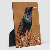 Plaque Photo Photographie d'oiseau Starling (Côté)
