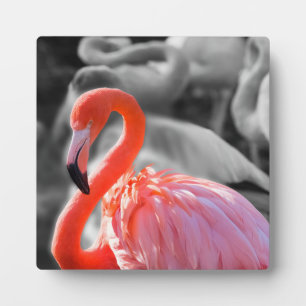 Plaque Photo Photographie d'oiseaux Flamants roses