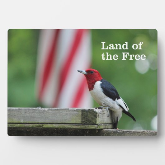 Plaque Photo Pic à tête rouge (Devant)