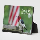 Plaque Photo Pic à tête rouge (Côté)