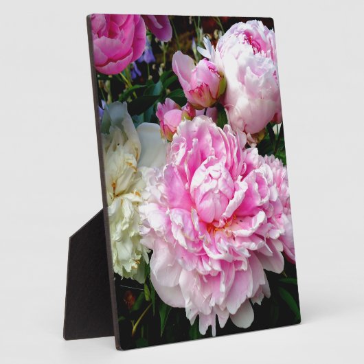 Plaque Photo Pies roses et blanches (Côté)