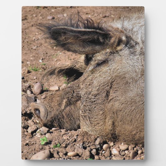PLAQUE PHOTO PIG (Devant)