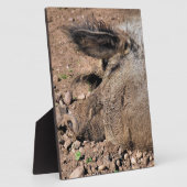 PLAQUE PHOTO PIG (Côté)