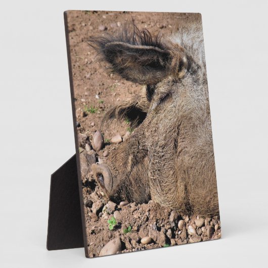 PLAQUE PHOTO PIG (Côté)