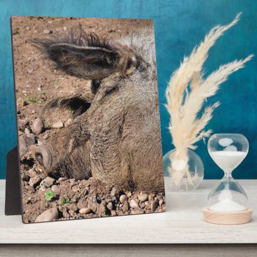 PLAQUE PHOTO PIG (Côté)