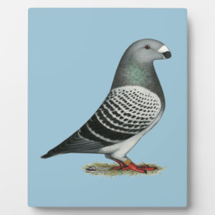 Plaque Photo Pigeon Show Racer Blue Checker