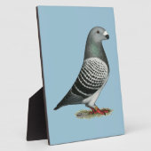 Plaque Photo Pigeon Show Racer Blue Checker (Côté)