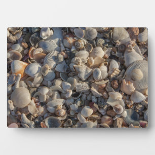 Plaque Photo Pile De Coquillages