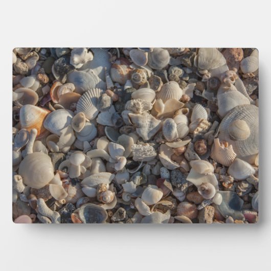 Plaque Photo Pile De Coquillages (Devant)