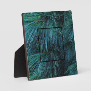 Plaque Photo Pin rustique pin pinède vert à feuillage persistan