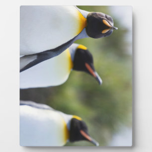 Plaque Photo Pingouins