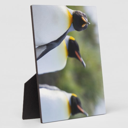 Plaque Photo Pingouins (Côté)