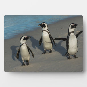 Plaque Photo Pingouins africains Spheniscus Demersus