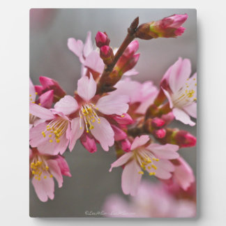 Plaque Photo Pink Against A Gray Sky Japanese Cherry Blossoms