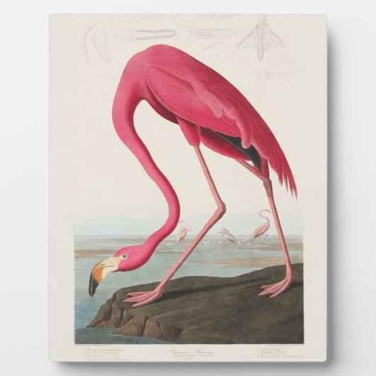 Plaque Photo Pink Flamingo by John Audubon (Devant)