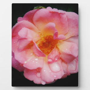 Plaque Photo Pink Rose w/ Dew Drops Black Background