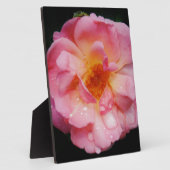 Plaque Photo Pink Rose w/ Dew Drops Black Background (Côté)