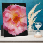 Plaque Photo Pink Rose w/ Dew Drops Black Background (Côté)