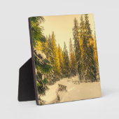 Plaque Photo Pins couverts de neige Forêt Nature Photo (Recto)