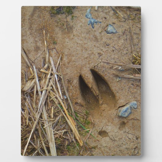 Plaque Photo piste de cerfs (Devant)