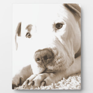 Plaque Photo pitbull blanc amical endormi, détestez l'acte, pas