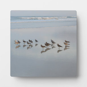 Plaque Photo Plage Oiseaux Océan Vagues Nature Faune Raviers