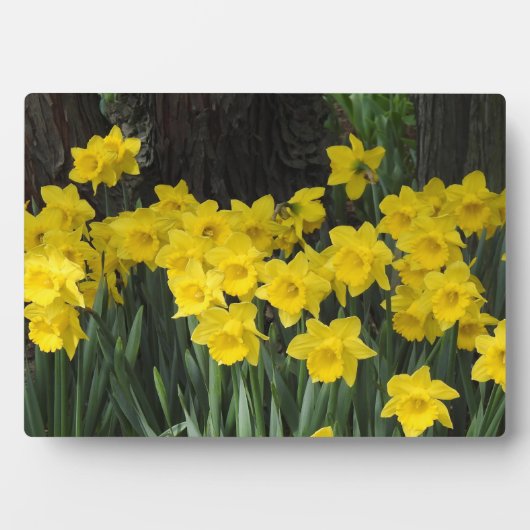 Plaque Photo Plaque-Daffodils Art Décor (Devant)