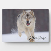 Plaque photo Plaque-Yellowstone Wolf Plaque (Devant)