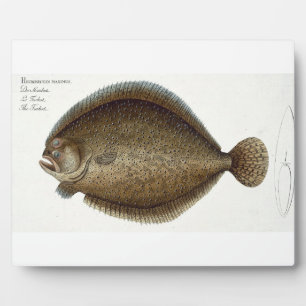 Plaque Photo Plate de turbot (Pleuronectes Maximus) XLIX de 'Ic