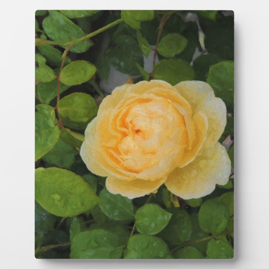 Plaque Photo Pluies sur Rose jaune (Devant)