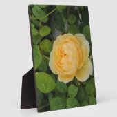 Plaque Photo Pluies sur Rose jaune (Côté)