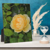 Plaque Photo Pluies sur Rose jaune (Côté)