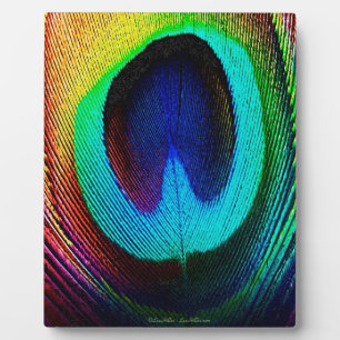 Plaque Photo Plume de paon vibrant