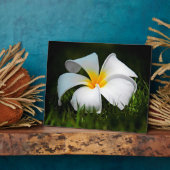 Plaque Photo Plumeria blanche Frangipani Hawaii (Côté)