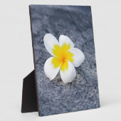 Plaque Photo Plumerias (Côté)